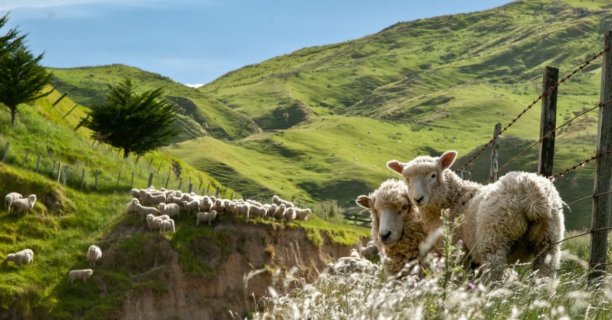 Rural and Lifestyle Fieldays Report