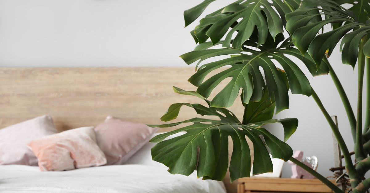 Escape to the Tropics_ Transform Your Home into a Paradise Haven