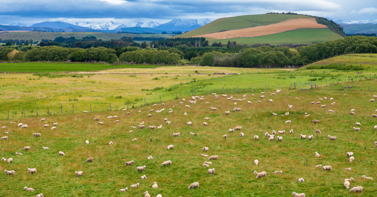 Exploring New Zealands Rural and Lifestyle Property Market Amidst Changing Interest Rates